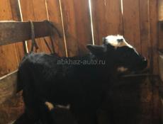Продаю телят 