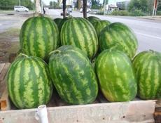 Продаю оптом арбузы по 35 рублей 