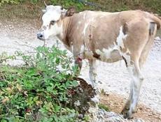 Продается телка 