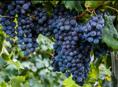 Виноград 🍇 