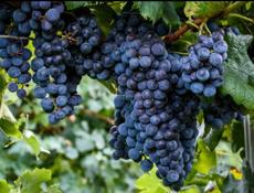 Виноград 🍇 