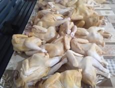 Куры 