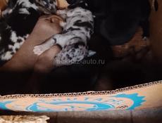 Кане корсо 