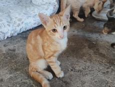 Отдам срочно в добрые руки 