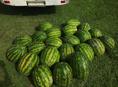 🍉