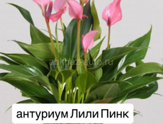 Антуриумы