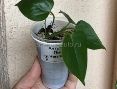 Антуриумы