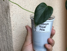 Антуриумы