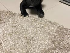 Продаетс девочка Коне корсо