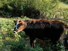 Продаëтся телочка