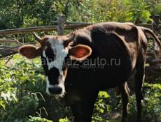 Продаëтся телочка