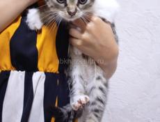 Котёнок 