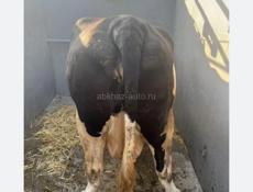 Продам