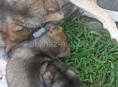 Прекрасные щенки в дар)!Смесь с хаски 