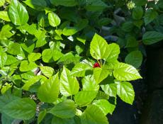 Китайская роза