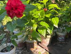 Китайская роза