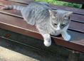 Неразлучные котята . 