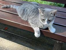 Неразлучные котята . 