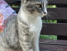 Неразлучные котята . 
