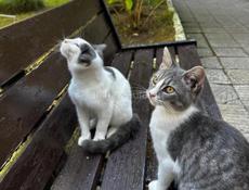 Неразлучные котята . 
