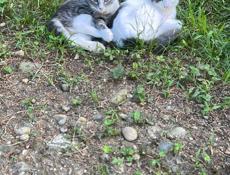 Неразлучные котята . 