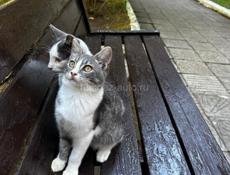 Неразлучные котята . 
