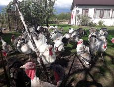 Индюшки 5 месяцев за 2000 только сегодня