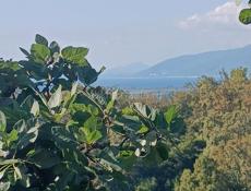 Участок Лидзава с. Асечко 26.8 соток Продаю 