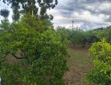 Участок Лидзава с. Асечко 26.8 соток Продаю 