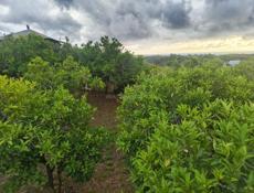 Участок Лидзава с. Асечко 26.8 соток Продаю 