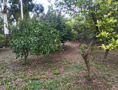 Участок Лидзава с. Асечко 26.8 соток Продаю 