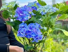 На центральном рынке продаются очень красивые цветы Монстэра 🌱 Аглаонема Папоротник королевский Агавы Звонить или писать на ватсап 7752026