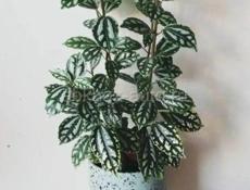 На центральном рынке продаются очень красивые цветы Монстэра 🌱 Аглаонема Папоротник королевский Агавы Звонить или писать на ватсап 7752026