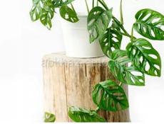 На центральном рынке продаются очень красивые цветы Монстэра 🌱 Аглаонема Папоротник королевский Агавы Звонить или писать на ватсап 7752026