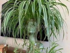 На центральном рынке продаются очень красивые цветы Монстэра 🌱 Аглаонема Папоротник королевский Агавы Звонить или писать на ватсап 7752026