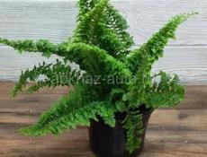 На центральном рынке продаются очень красивые цветы Монстэра 🌱 Аглаонема Папоротник королевский Агавы Звонить или писать на ватсап 7752026