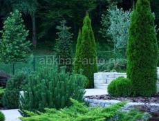 На центральном рынке продаются очень красивые цветы Монстэра 🌱 Аглаонема Папоротник королевский Агавы Звонить или писать на ватсап 7752026