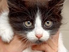 Котёнок в добрые руки