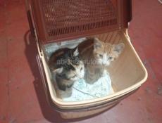 Отдаём котят в добрые руки.