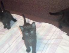 Отдаём котят в добрые руки.
