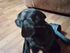 Собака 