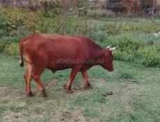 Продаётся бычок срочно 130-140кг 