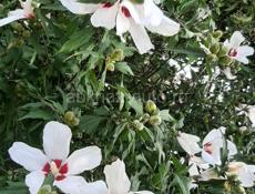 Участок 1 гектар