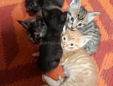 Отдам в добрые руки 