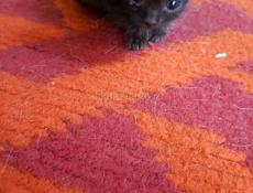 Отдам в добрые руки 