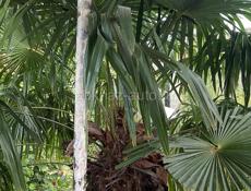 Сдам комнаты и пол дома