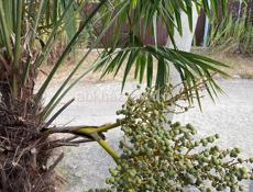 Сдам комнаты и пол дома