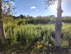 Белая речка