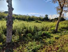 Белая речка