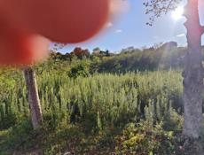 Белая речка